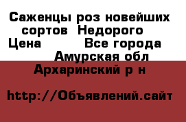 Саженцы роз новейших сортов. Недорого. › Цена ­ 350 - Все города  »    . Амурская обл.,Архаринский р-н